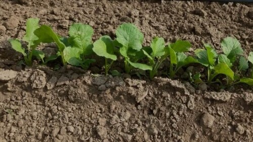 Puede una siembra irregular comprometer toda la campaña (1).jpg